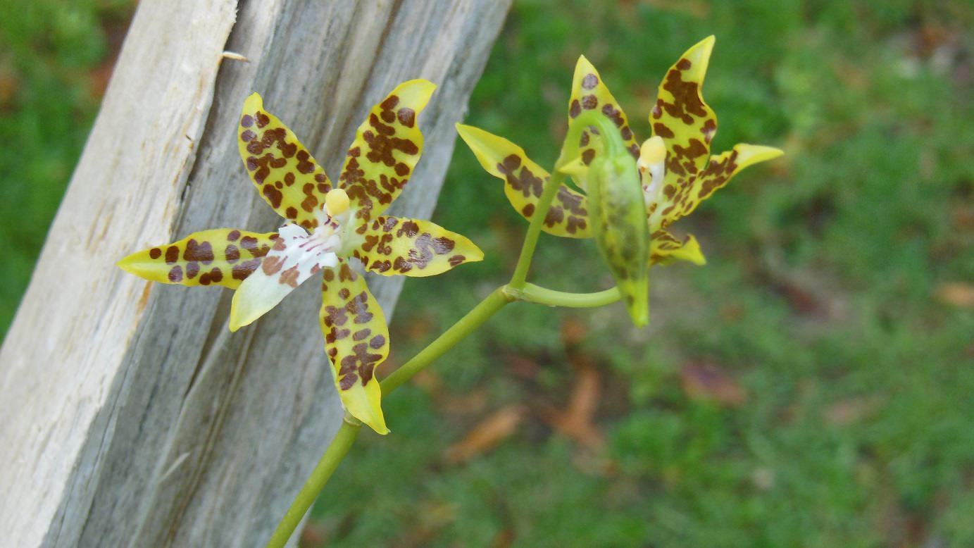 Oncidium maculatum
